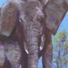 Elephants by Mary Hayman